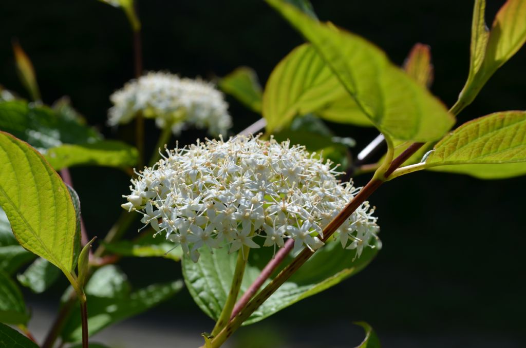 Roncola bassa (BG) :  Cornus sanguinea